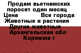 Продам вьетнамских поросят,один месяц › Цена ­ 3 000 - Все города Животные и растения » Другие животные   . Архангельская обл.,Коряжма г.